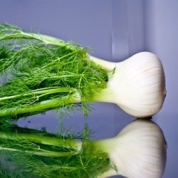 Fennel