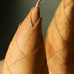 Fresh Bamboo Shoots with Pork