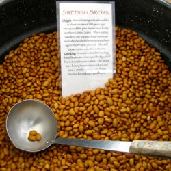 Swedish Brown Beans