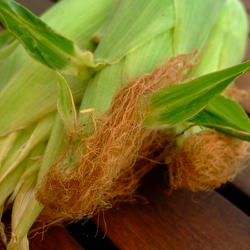 First Corn of Summer