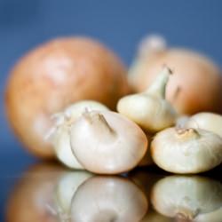 Cipollini Onions