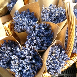 Lavender at Union Square Greenmaret