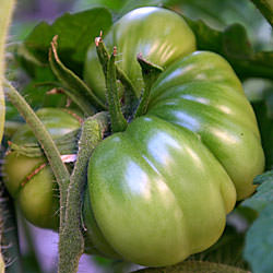 Green Tomato On The Vine