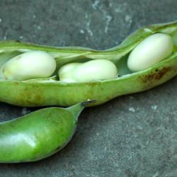 Fava Beans