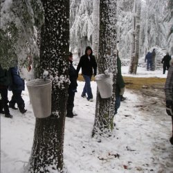 Holstein Maplefest