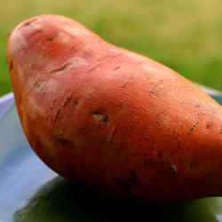 Sweet Potato Bird of Happiness