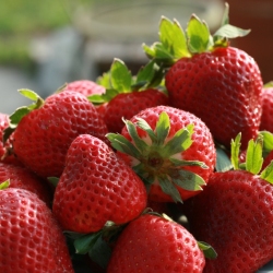 Strawberry-Almond Cheese Tart