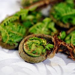 Fiddlehead Ferns