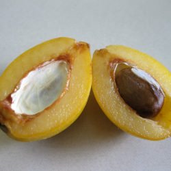 Loquat Sliced