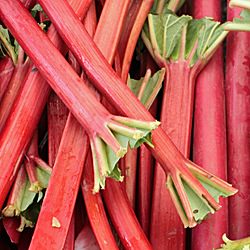 Rhubarb Sorbet