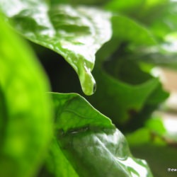 Thai Betel