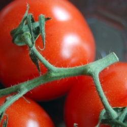 Roasted Tomato Basil Soup