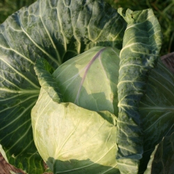 Flirty Cabbage, You are Ravishing