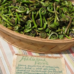 Fiddleheads