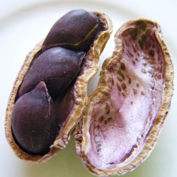 Purple Peanuts