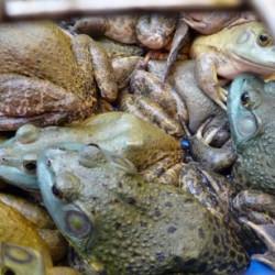 Bullfrog……The other white meat!