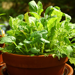 How To Grow Culinary Herbs & Plants