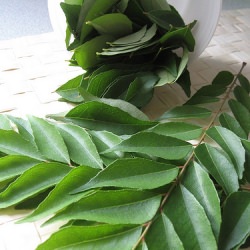 Curry Leaf