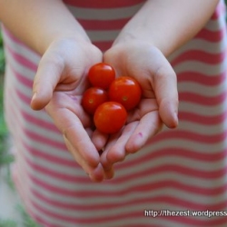 Kindergarten Tomatoes