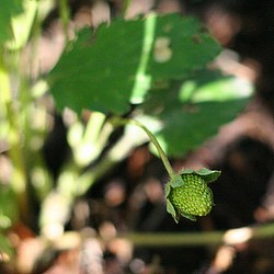 Future Strawberry Shortcake