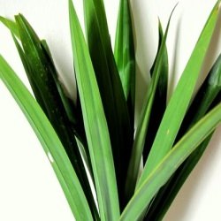 Pandan Leaves in a Curry