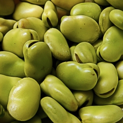 Fava Beans