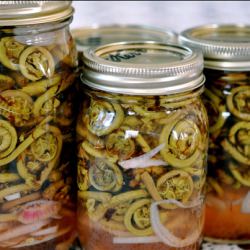 Pickled Fiddleheads