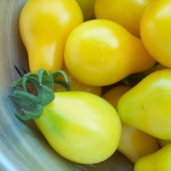 Yellow Pear Tomatoes