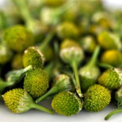 Pineapple Weed Iced Tea