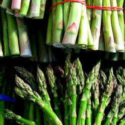 Asparagus Soup