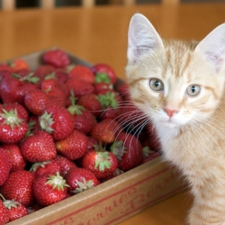 Freshly Picked Strawberries