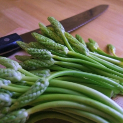 Teeny-Tiny Asparagus