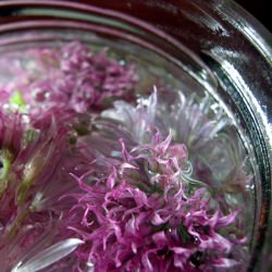 Chive Blossom Vinegar