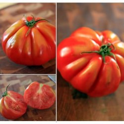 Heirloom Tomato