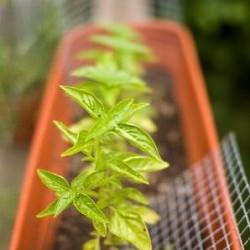 Fresh Basil for Chimichurri!