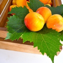 Apricots