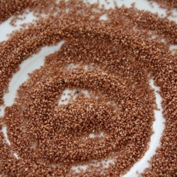 Teff Seeds