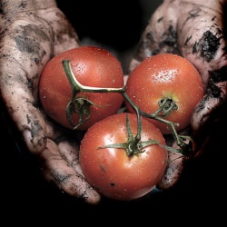 Saħħa Tadam – Goodbye Tomatoes