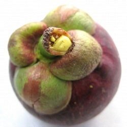 Mangosteen