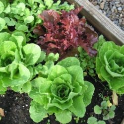 Home Grown Lettuce