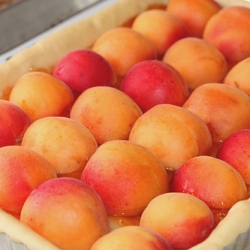 Brioche Apricot Tart