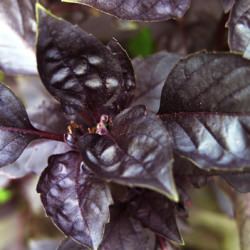 Garden-Grown Purple Basil