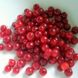 Currants