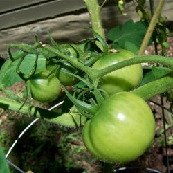 Green Tomato Salad