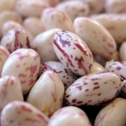 Cranberry Beans