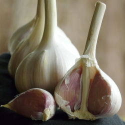 Garlic