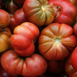 It’s Heirloom Tomato Season!