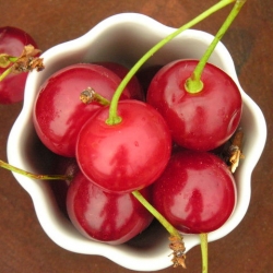 Tart Cherries