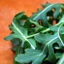 Arugula