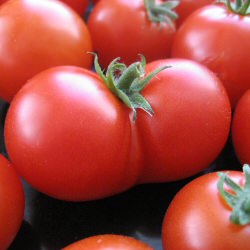 Homemade Tomato Sauce